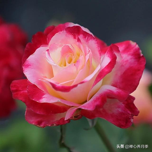 最香的几款月季品种是什么？插图134