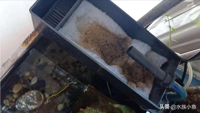 鱼缸水浑浊原因和解决方案有什么:新鱼缸水浑浊原因和解决方案？