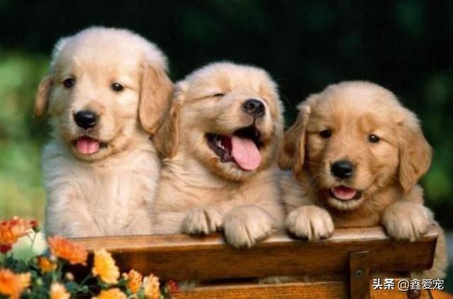 纯种的小金毛犬图片:纯种金毛犬图片大全 世界上最纯的金毛还有吗？