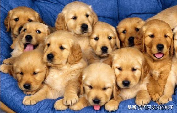 犬钩虫病口腔:宠物狗出白色的长长细细的虫，要服什么药？