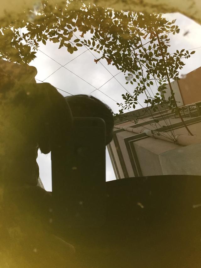 蚊子华丽巨蚊:金腹巨蚊吃蚊子的视频 为什么直到今天，人类都对蚊子束手无策？