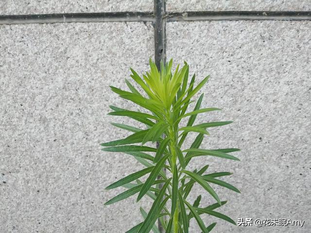 读到哪句唐诗,就不觉想起了知心爱人？