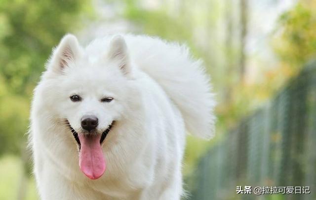 可卡犬价格:最常狗狗的价格大概多少钱？例如泰迪，金毛这些？