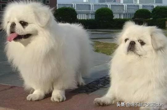 京巴狗的性格特点:为什么有人觉得养京巴犬的人越来越少了呢？