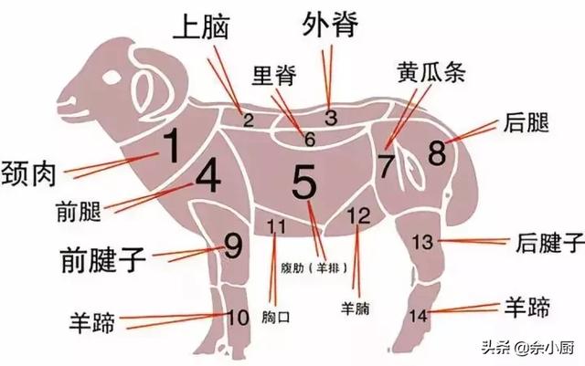 羊身上有一块很“好”的肉,羊肉贩子都不舍得卖留给自己吃,是哪一块肉呢？