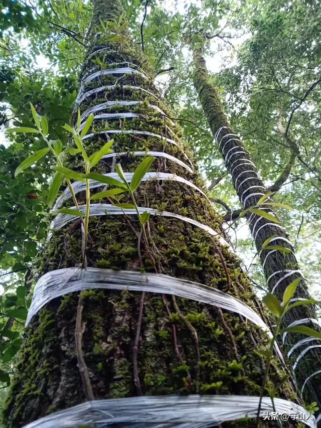石斛图片,石斛的种类包括哪些？作用各有何不同？