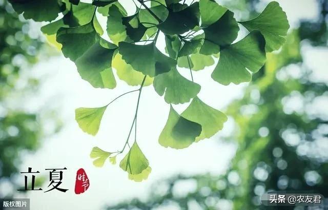 明日立夏,农村农谚俗语说“立夏不下,高挂犁耙”是真的吗？