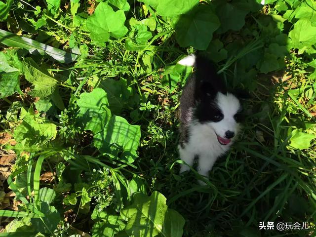 边境牧羊犬好养么?养狗需要满足什么条件?:边牧价格不高，为什么这么少人养？