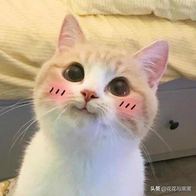 猫救主人:猫咪一整天时不时得喵喵喵对着主人叫，想干啥？