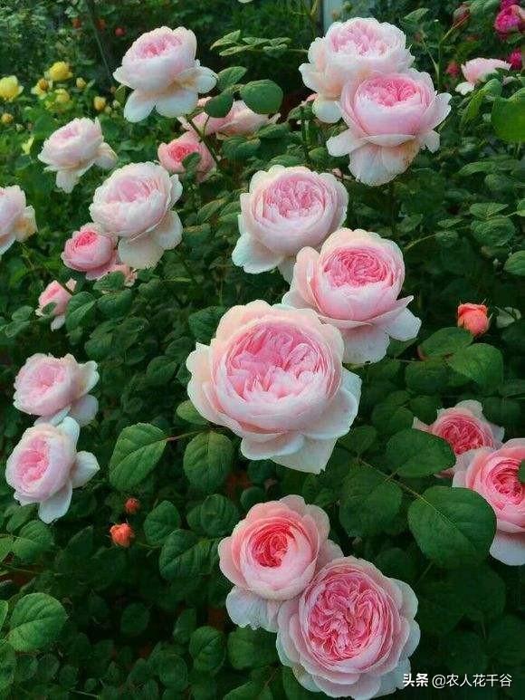 vents月季花品种介绍及图片:能不能推荐一种勤花多季、有香味的爬藤月季？