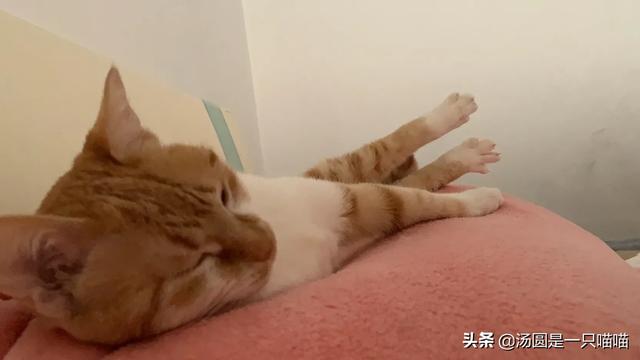 家猫品种哪种好看些:土猫真的没牌子猫好看吗？