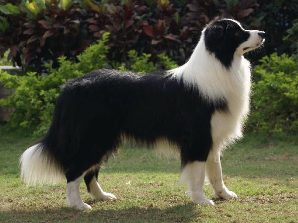 巨贵犬吃什么长得大:巨贵犬到处掉毛怎么办，巨贵犬掉很多毛吃什么？ 巨贵犬吃什么能长得胖点