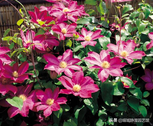 铁线蕨怎么养:铁线蕨长不高是什么原因？应该怎么办？