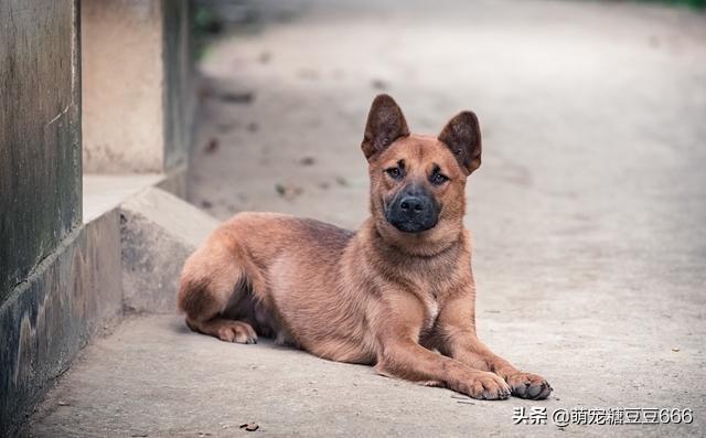 我家狐狸狗:把一只狗放到多远的地方，狗还会找到家？