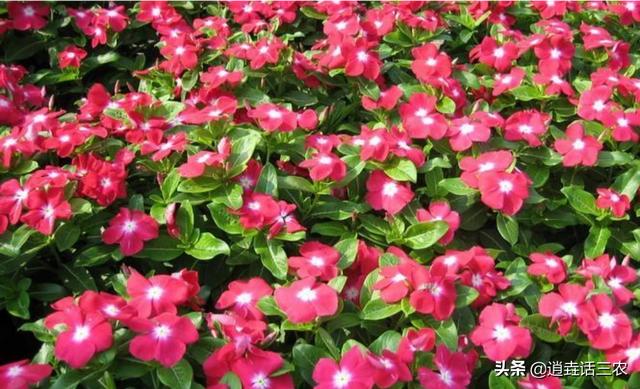 头条问答 长春花黄叶花小怎么回事 9个回答