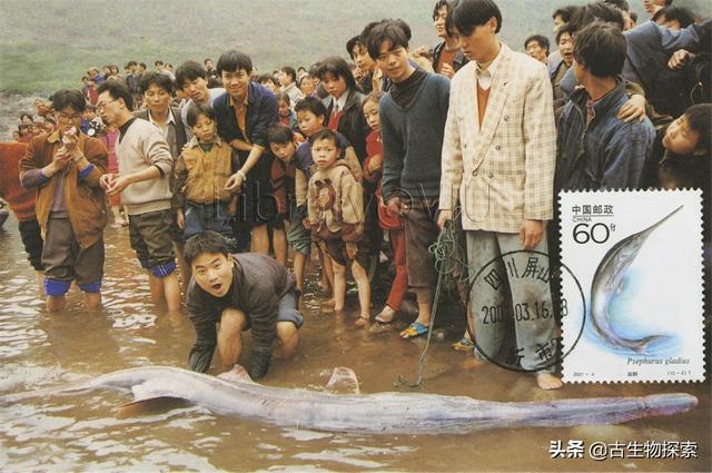汤氏异吻象鼻鱼:从现在开始，所有人不捕杀野生动物，多年后会不会泛滥成灾？