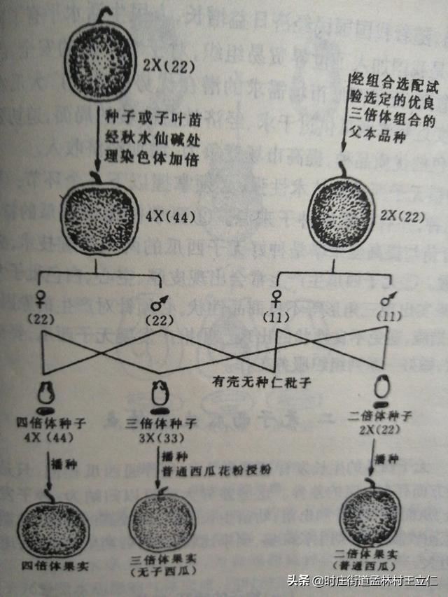 无籽西瓜种植技术,无籽西瓜是不是被激素催熟的？