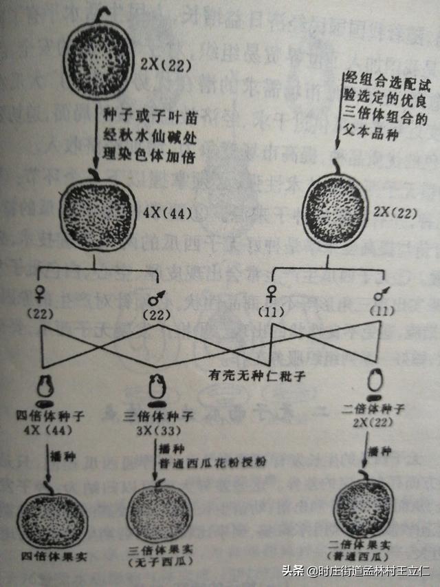 无籽西瓜种植技术,无籽西瓜是不是被激素催熟的？