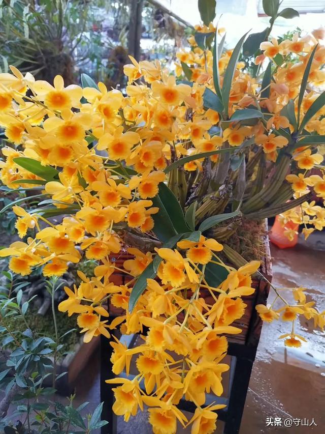 石斛图片,石斛的种类包括哪些？作用各有何不同？