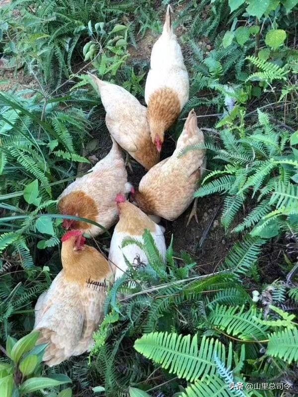 本人作为副镇长，在乡镇负责精准扶贫工作，怎样带领农民脱贫？