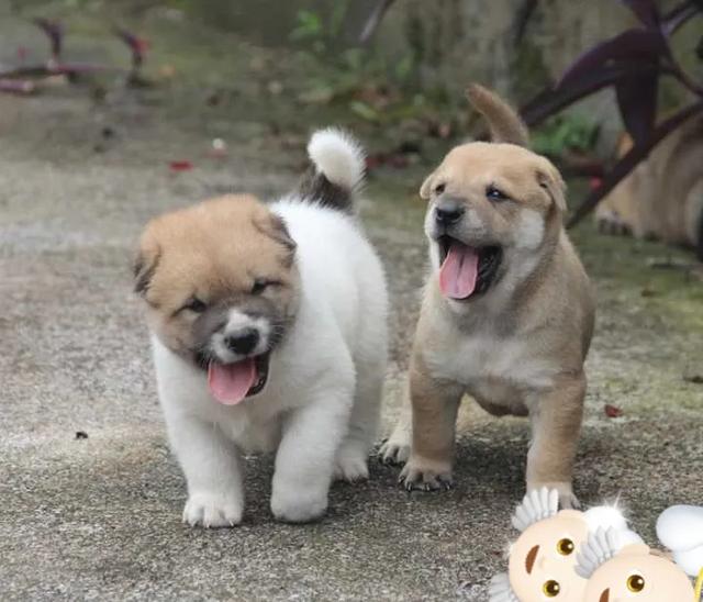 头条问答 一只狗能傻到什么地步 117个回答