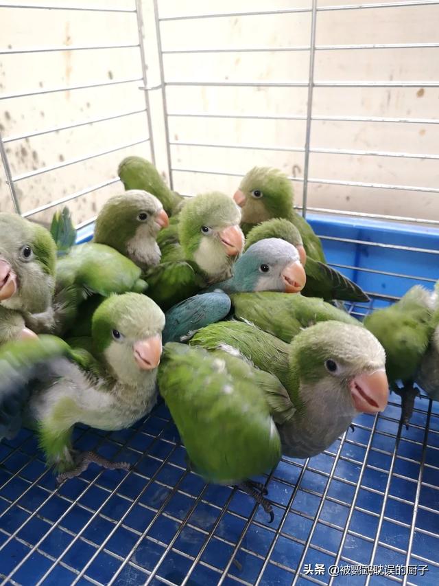 青绿顶亚马逊鹦鹉声音:求又便宜又会说话的鹦鹉品种？