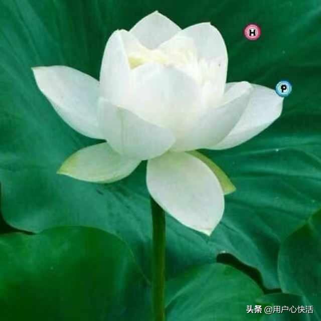 荷花的外形特征是什么？
