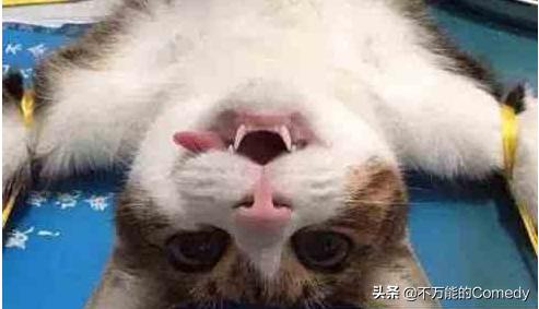 母猫绝育手术注意事项:给猫咪做绝育手术怎样做才能让猫不恨你？