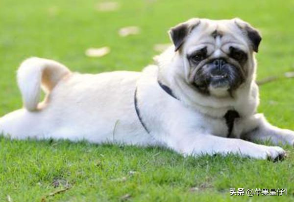 怎么样训练狗不乱撒尿:狗狗在家，大小便乱拉，怎么办呢，有没有好的方法？