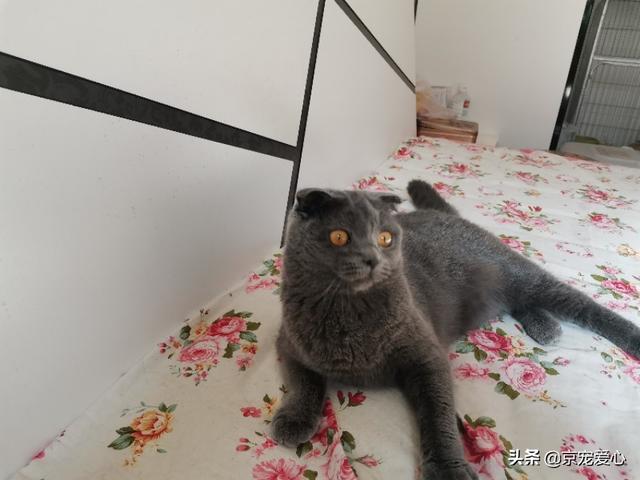 蓝猫:为什么说蓝猫是最不值钱的猫？ 蓝猫英短