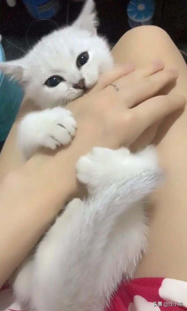 萌猫snoopy的主人:一个多月的小猫太调皮了怎么办？