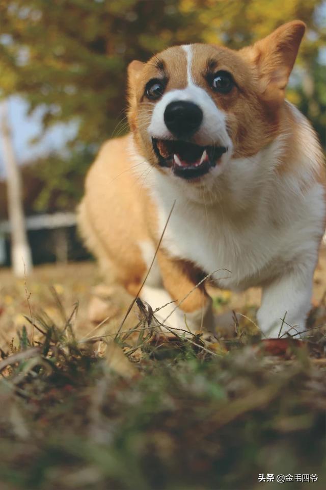 网购360宠物之家图片大全:淘宝上买宠物猫犬有哪些不为人知的黑幕？