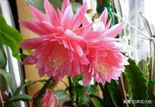 令箭荷花图片:令箭荷花品种大全 令箭四季最佳养护方法是什么？