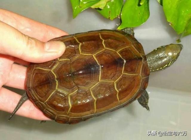 广东草龟龟苗图:刚刚出生的草龟可不可以深水养？