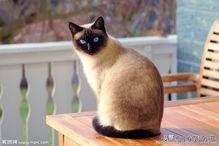 猫品种大全及图片:什么品种的猫最温顺？最可爱？