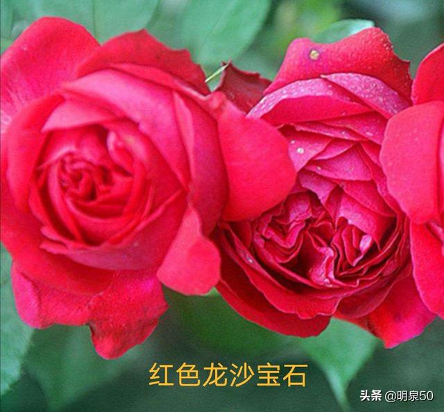 宝石花的养殖方法:宝石花浇完水后，门窗关闭8天会死掉吗？该怎么办呢？