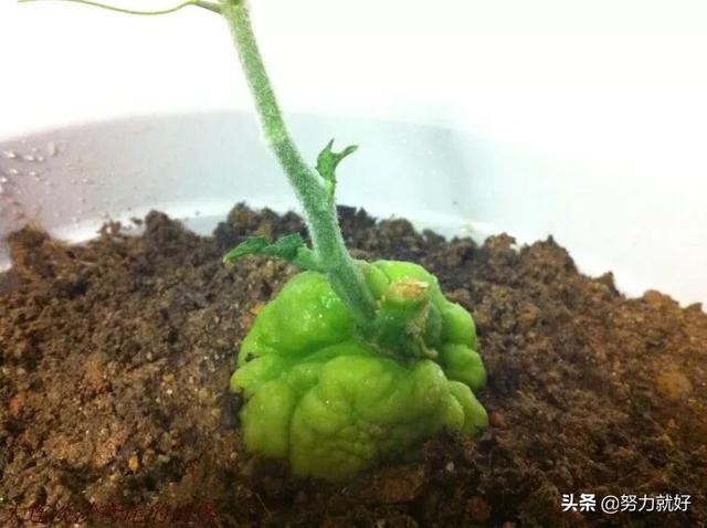 佛手瓜发芽了还能吃吗，如何种植佛手瓜，清明节前可以种植了吗