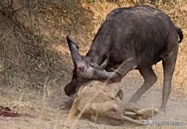 鬼獒咬死狮子图片:老虎狮子如何自然死亡，会被吃掉吗？