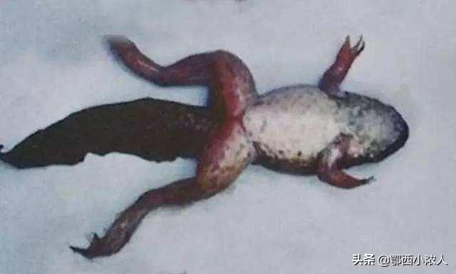 车轮虫属于什么生物:车轮虫属于单细胞生物吗 苦楝皮如何治鱼塘里的鱼虫？