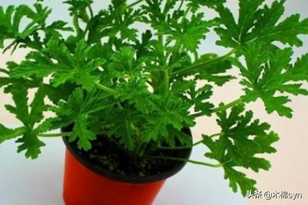 什么植物可以灭蚊子:哪些植物可以养在家里驱蚊虫？