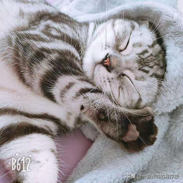 女子宿舍咸湿猫排行:宿舍想养猫，有什么建议，分享经验？