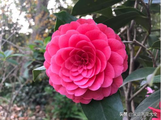 锈壁虱用何种药:锈壁虱专用药有哪些 阿维菌素最主要杀什么害虫？