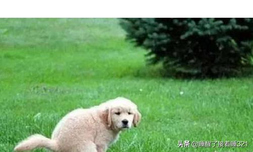 金毛犬的喂养:金毛犬饲养7大注意事项？