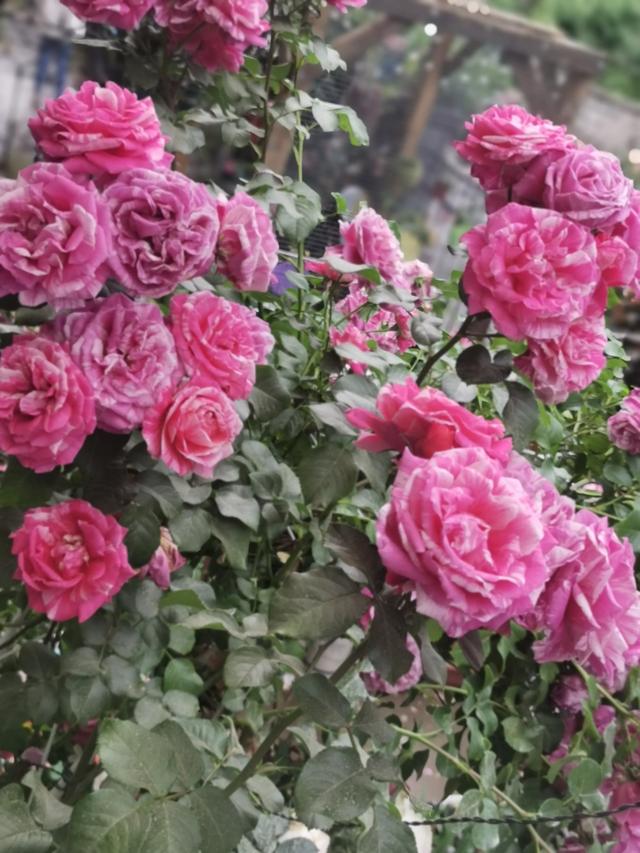 头条问答 - 无刺藤本月季有哪些品种?对此你有什么好的推荐?(7个回答)