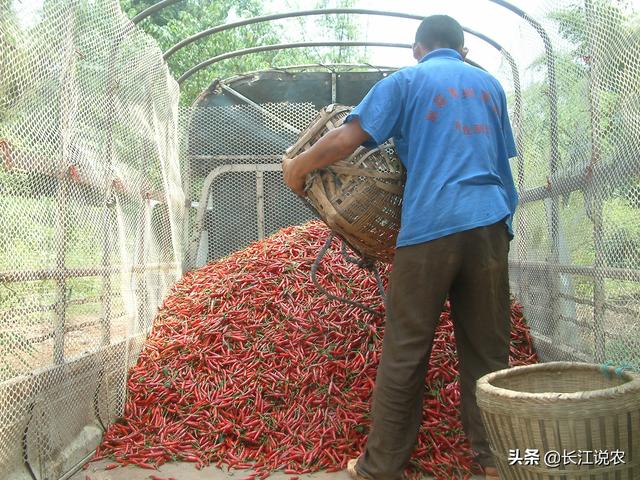 一亩辣椒收入十万元你信吗，农村种辣椒可以挣到钱吗？