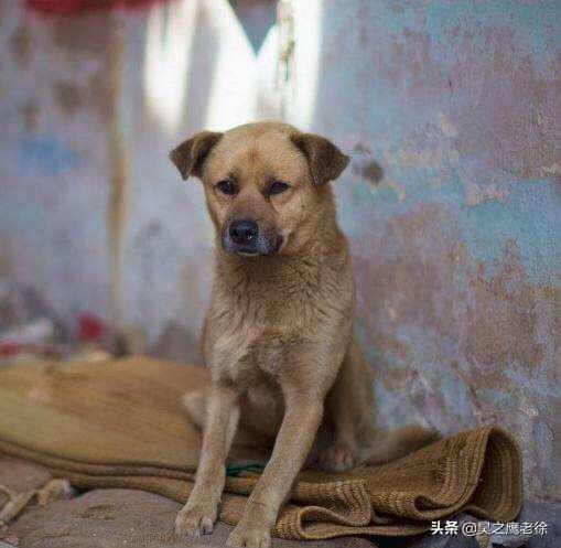 海阳宠物犬领养:耗尽家财，去收养大量病残流浪狗，值得提倡吗？