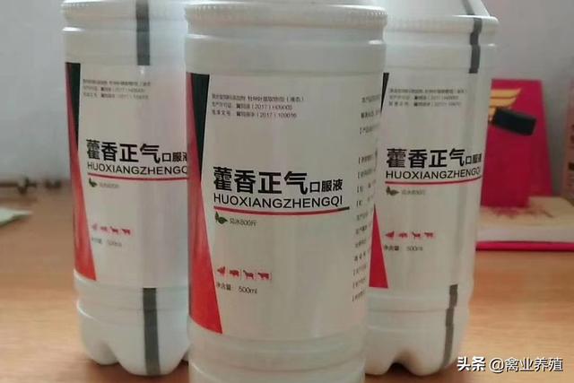 内伤湿滞:小鸡得了高温病应该怎样防治？