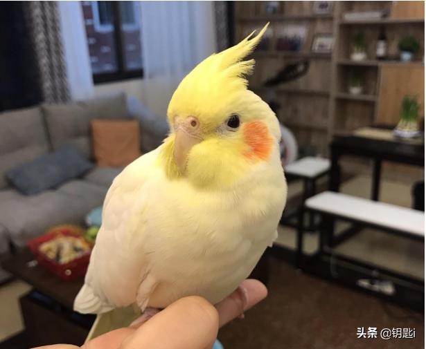 灰头情侣鹦鹉:灰蓝头鹦鹉价格多少？可以人工繁殖吗？