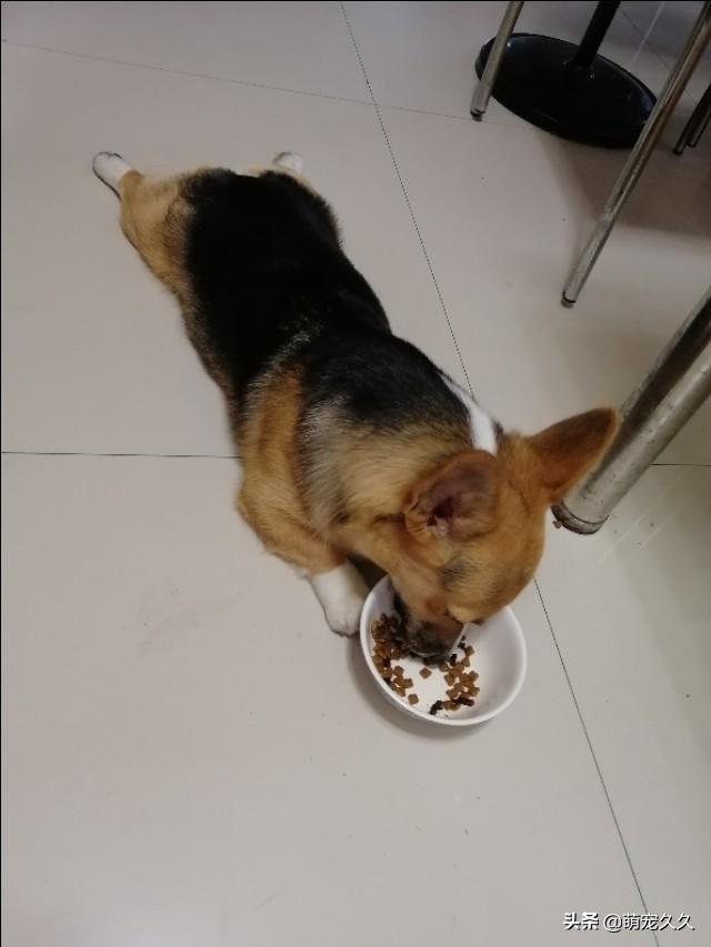 狗民商城:拉布拉多吃什么食物不掉毛？