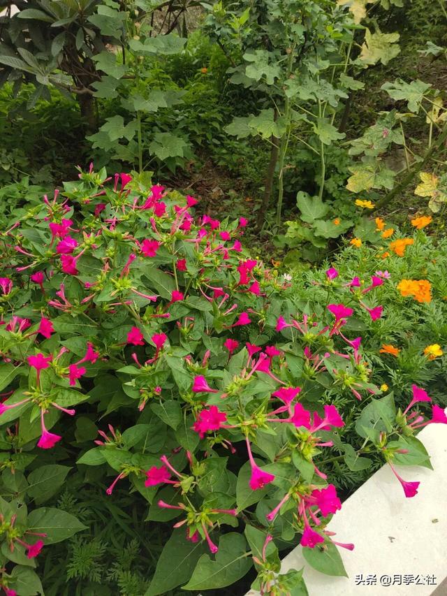 头条问答 收集的紫茉莉种子第三年可以种吗 14个回答